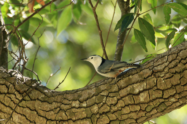 White-breasted Nuthatch IMG_4647